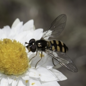 Melangyna viridiceps at Blue Devil Grassland, Umbagong Park (BDG) - 1 Nov 2023