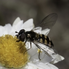 Melangyna viridiceps at Blue Devil Grassland, Umbagong Park (BDG) - 1 Nov 2023 12:16 PM