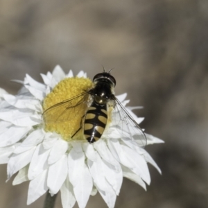 Melangyna viridiceps at Blue Devil Grassland, Umbagong Park (BDG) - 1 Nov 2023