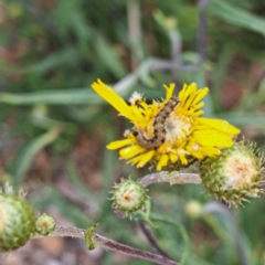 Helicoverpa (genus) (A bollworm) at Sth Tablelands Ecosystem Park - 3 Nov 2023 by abread111