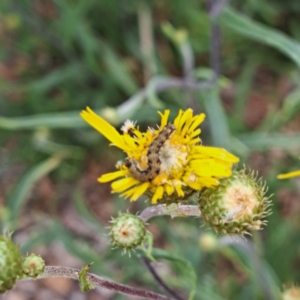 Helicoverpa (genus) at Sth Tablelands Ecosystem Park - 3 Nov 2023 02:30 PM