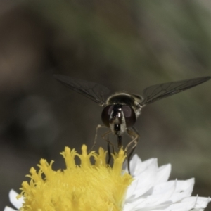 Simosyrphus grandicornis at Blue Devil Grassland, Umbagong Park (BDG) - 1 Nov 2023