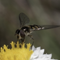 Simosyrphus grandicornis at Blue Devil Grassland, Umbagong Park (BDG) - 1 Nov 2023