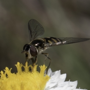 Simosyrphus grandicornis at Blue Devil Grassland, Umbagong Park (BDG) - 1 Nov 2023