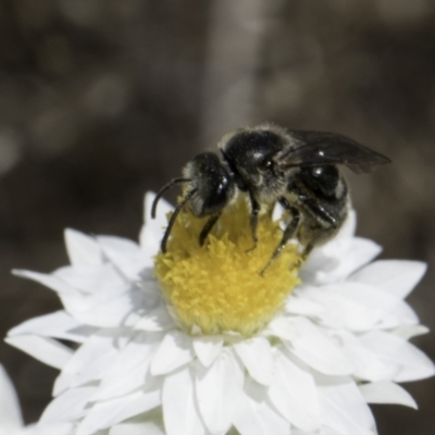 Lasioglossum (Chilalictus) lanarium (Halictid bee) at Umbagong District Park - 1 Nov 2023 by kasiaaus