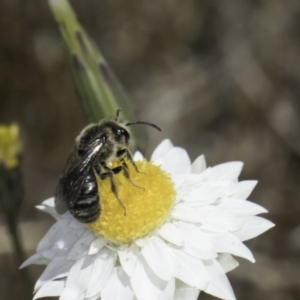 Lasioglossum (Chilalictus) lanarium at Latham, ACT - 1 Nov 2023