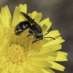 Lasioglossum (Chilalictus) lanarium (Halictid bee) at Umbagong District Park - 1 Nov 2023 by kasiaaus