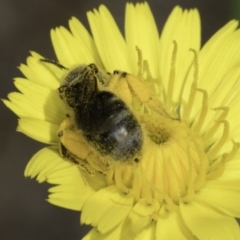 Lasioglossum (Chilalictus) sp. (genus & subgenus) (Halictid bee) at Latham, ACT - 1 Nov 2023 by kasiaaus