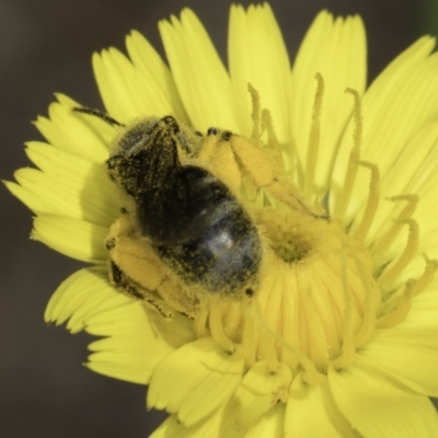 Lasioglossum (Chilalictus) sp. (genus & subgenus) (Halictid bee) at Latham, ACT - 1 Nov 2023 by kasiaaus