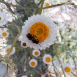 Lasioglossum (Chilalictus) lanarium at Molonglo Valley, ACT - 3 Nov 2023 02:17 PM