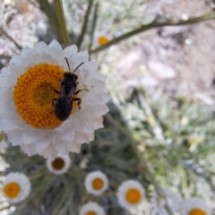 Lasioglossum (Chilalictus) lanarium at Molonglo Valley, ACT - 3 Nov 2023 02:17 PM