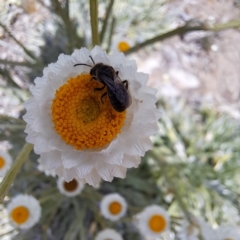 Lasioglossum (Chilalictus) lanarium at Molonglo Valley, ACT - 3 Nov 2023