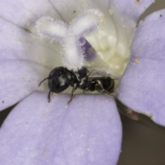 Hylaeus (Prosopisteron) sp. (genus & subgenus) (Masked Bee) at Umbagong District Park - 1 Nov 2023 by kasiaaus