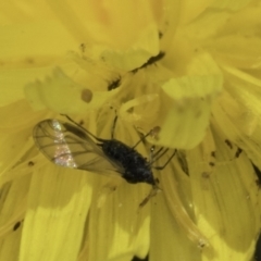 Aphididae (family) (Unidentified aphid) at Umbagong District Park - 1 Nov 2023 by kasiaaus