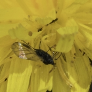 Aphididae (family) at Blue Devil Grassland, Umbagong Park (BDG) - 1 Nov 2023