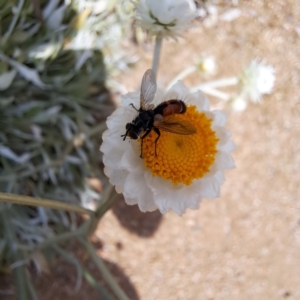 Cylindromyia sp. (genus) at Sth Tablelands Ecosystem Park - 3 Nov 2023