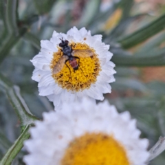 Cylindromyia sp. (genus) at Sth Tablelands Ecosystem Park - 3 Nov 2023