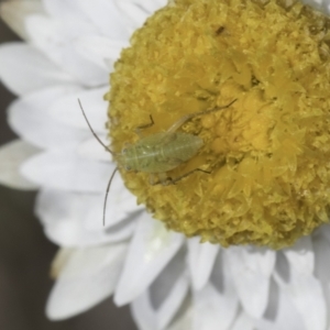 Lygaeidae (family) at Blue Devil Grassland, Umbagong Park (BDG) - 1 Nov 2023