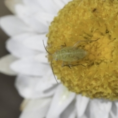 Lygaeidae (family) at Blue Devil Grassland, Umbagong Park (BDG) - 1 Nov 2023