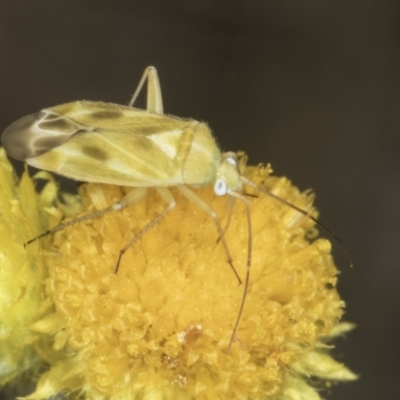 Miridae (family) (Unidentified plant bug) at Umbagong District Park - 1 Nov 2023 by kasiaaus