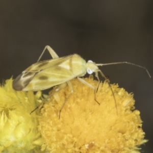 Miridae (family) at Blue Devil Grassland, Umbagong Park (BDG) - 1 Nov 2023 12:40 PM