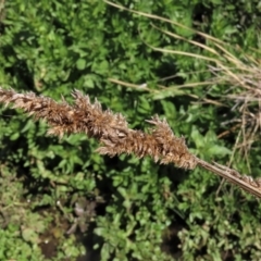 Carex appressa (Tall Sedge) at Dry Plain, NSW - 30 Sep 2023 by AndyRoo