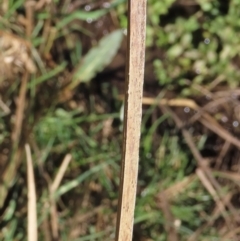 Carex appressa at Dry Plain, NSW - 30 Sep 2023 01:19 PM