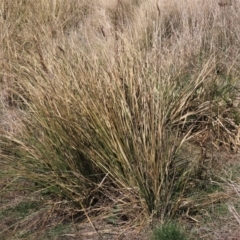 Carex appressa at Dry Plain, NSW - 30 Sep 2023