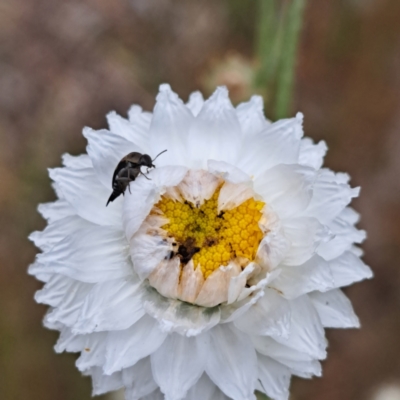 Mordella sp. (genus) (Pintail or tumbling flower beetle) at Sth Tablelands Ecosystem Park - 3 Nov 2023 by abread111