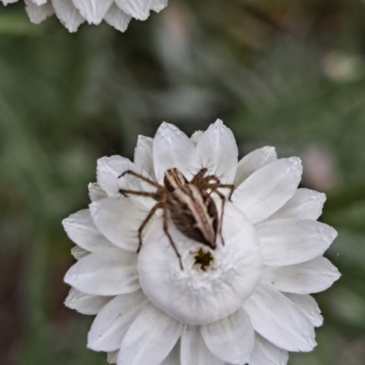 Oxyopes sp. (genus) (Lynx spider) at Sth Tablelands Ecosystem Park - 3 Nov 2023 by abread111