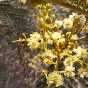 Mordella sp. (genus) at Molonglo Valley, ACT - 3 Nov 2023