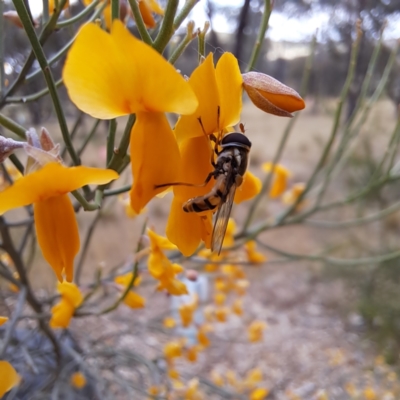 Simosyrphus grandicornis (Common hover fly) at Sth Tablelands Ecosystem Park - 3 Nov 2023 by abread111