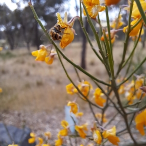 Simosyrphus grandicornis at Sth Tablelands Ecosystem Park - 3 Nov 2023