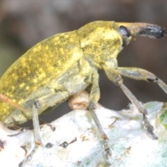 Larinus latus (Onopordum seed weevil) at Stromlo, ACT - 1 Nov 2023 by Harrisi