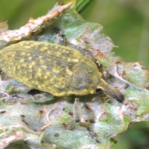 Larinus latus at Stromlo, ACT - 1 Nov 2023