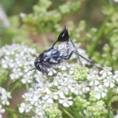 Acanthinevania sp. (genus) (Hatchet wasp) at Stromlo, ACT - 1 Nov 2023 by Harrisi