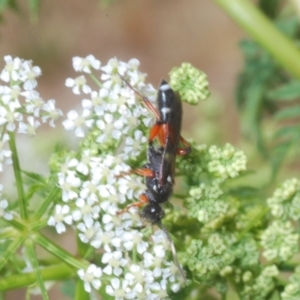 Ichneumon promissorius at Stromlo, ACT - 1 Nov 2023