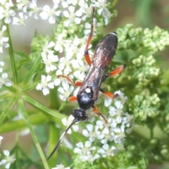 Ichneumon promissorius at Stromlo, ACT - 1 Nov 2023 01:23 PM