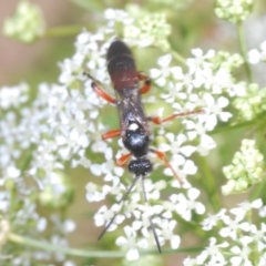 Ichneumon promissorius at Stromlo, ACT - 1 Nov 2023 01:23 PM