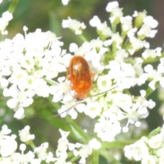 Unidentified Leaf beetle (Chrysomelidae) at Stromlo, ACT - 1 Nov 2023 by Harrisi