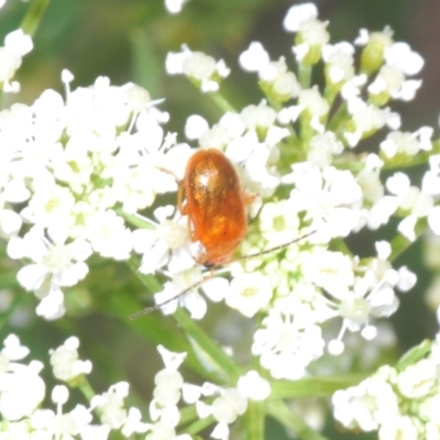 Unidentified Leaf beetle (Chrysomelidae) at Stromlo, ACT - 1 Nov 2023 by Harrisi