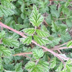 Rubus parvifolius (Native Raspberry) at Sth Tablelands Ecosystem Park - 3 Nov 2023 by abread111