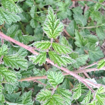 Rubus parvifolius (Native Raspberry) at Molonglo Valley, ACT - 3 Nov 2023 by abread111