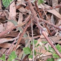 Rubus parvifolius at Molonglo Valley, ACT - 3 Nov 2023