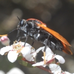 Pelecorhynchus fulvus (Orange cap-nosed fly) at Stromlo, ACT - 2 Nov 2023 by Harrisi