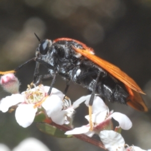 Pelecorhynchus fulvus at Stromlo, ACT - 2 Nov 2023