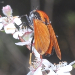 Pelecorhynchus fulvus at Stromlo, ACT - 2 Nov 2023