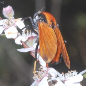 Pelecorhynchus fulvus at Stromlo, ACT - 2 Nov 2023