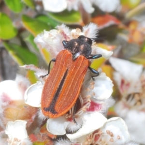 Castiarina erythroptera at Duffy, ACT - 1 Nov 2023