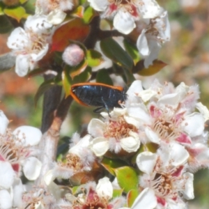 Castiarina erythroptera at Duffy, ACT - 1 Nov 2023